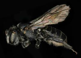   Microthurge corumbae  female lateral habitus, photo: C. Ritner 
